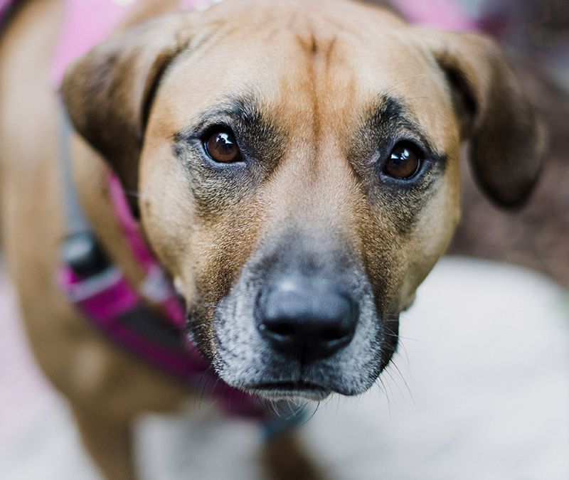 Können Hunde lieben?