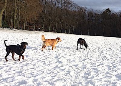 Pfoten-Freizeit - Iim Schnee stöbern