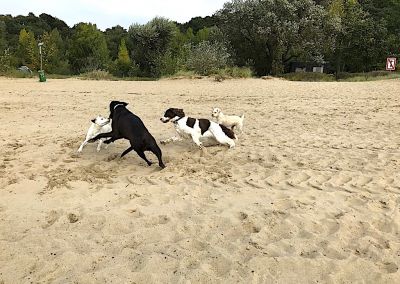 Pfoten-Freizeit - Am Strand toben