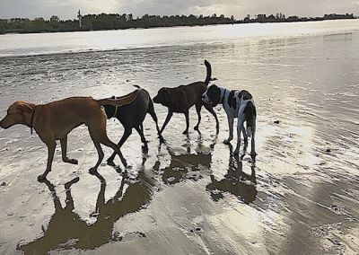 Pfoten-Freizeit - Am Strand toben